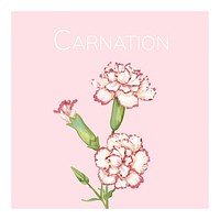 Hand drawn carnation flower illustration