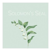 Hand drawn solomon&#39;s seal flower illustration