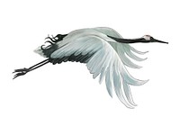 Flying elegant white Japanese crane