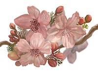 Hand-drawn blossoming Sakura on a branch