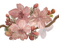 Hand-drawn blossoming Sakura on a branch