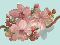 Hand-drawn blossoming Sakura on a branch