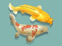 Two Japanese Koi fish swimming