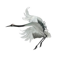 Elegant Japanese red-crowned crane flapping its wings