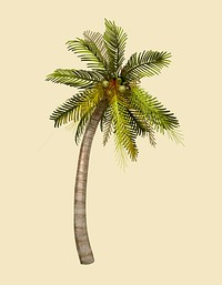 Tropical coconut palm tree illustration
