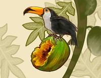 Hornbill bird on a coconut illustration