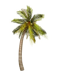 Tropical coconut palm tree illustration