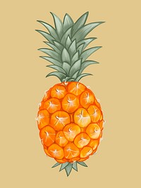 Whole fresh tropical pineapple illustration