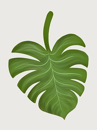 Tropical split leaf philodendron illustration