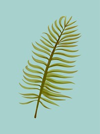 Tropical aroca palm leaf illustration