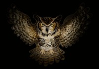 Illustration of an owl icon vector for Halloween