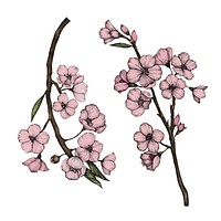 Illustration of Cherry Blossom flower