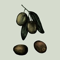 Illustration of fresh olives on a branch