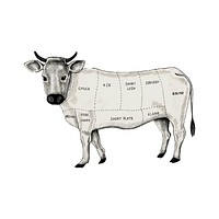 Illustration of different parts of cow