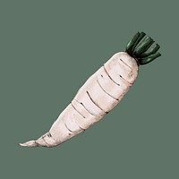 Illustration of Raikon Radish vegetable