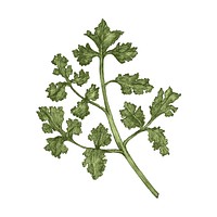 Illustration of fresh parsley vector