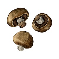 Illustration of three fresh mushrooms