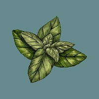 Illustration of fresh mint leaves