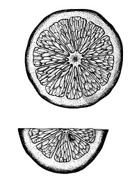 Hand drawn slice of lemon