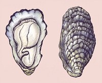 Hand drawn oyster salt-water bivalve