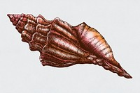 Hand drawn conch sea shell isolated