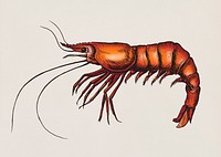 Hand drawn shrimp isolated