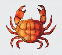 Hand drawn crab isolated