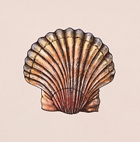 Hand drawn clam sea shell
