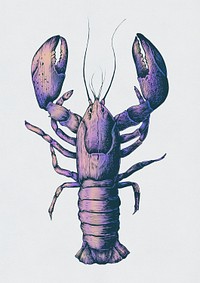 Hand drawn lobster isolated