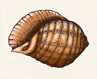 Hand drawn conch shell isolated