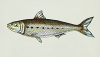 Hand drawn sardine fish