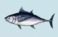 Hand drawn tuna fish