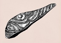 Hand drawn fish fillet