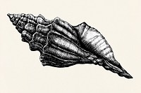 Hand drawn conch sea shell isolated