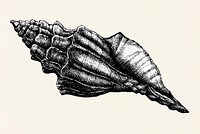 Hand drawn conch sea shell isolated