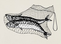 Hand drawn catched mackerels on the net