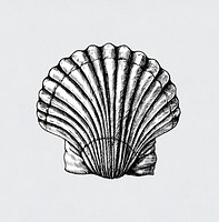 Hand drawn scallop saltwater clams