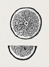 Hand drawn slice of lemon