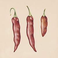 Hand drawn chili illustration