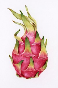 Hand drawn dragon fruit illustration