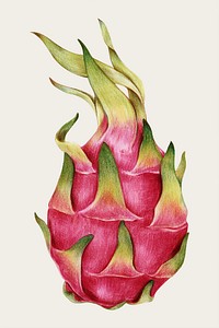 Fresh dragon fruit vector hand-drawn
