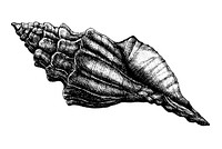 Hand drawn conch sea shell isolated