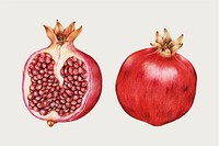 Pomegranate hand-drawn vector in colored pencil