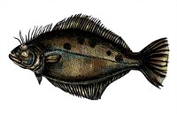 Hand drawn flounder flatfish