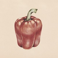 Hand drawn red bell pepper illustration