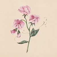 Hand drawn pink sweet pea illustration