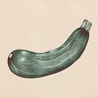 Hand drawn zucchini illustration