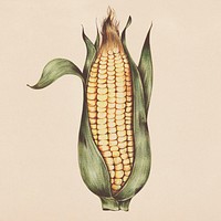 Hand drawn corn illustration
