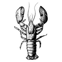 Hand drawn lobster isolated