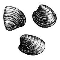 Hand drawn clam bivalve mollusc